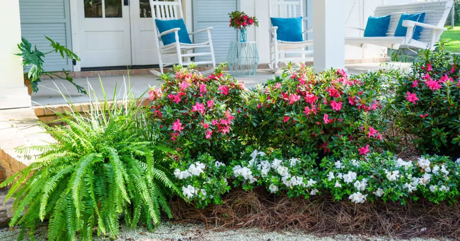 Encore Azaleas: The Ultimate Guide to Year-Round Blooms