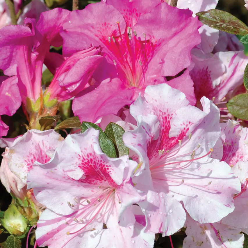 Autumn Twist Azalea