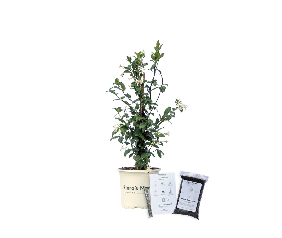 Confederate Jasmine - Buy Online Free Shipping (In-Stock
