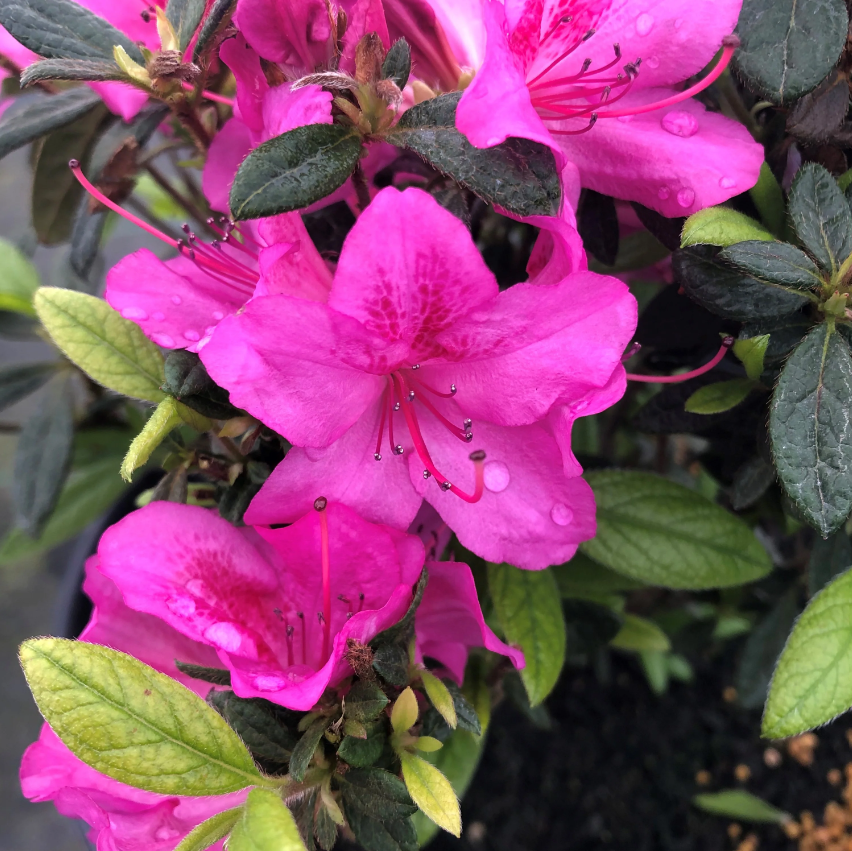 Autumn Amethyst Azalea