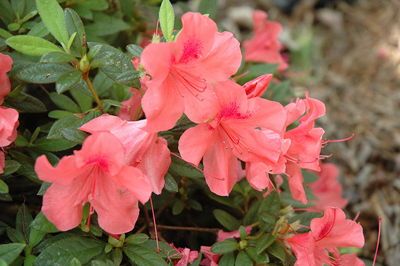 Autumn Coral Azalea