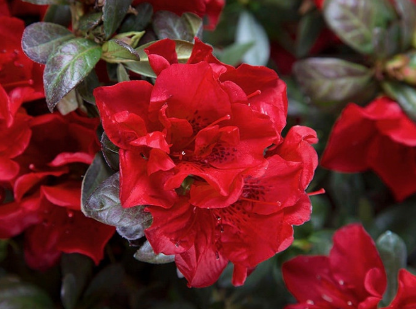 Autumn Fire Azalea