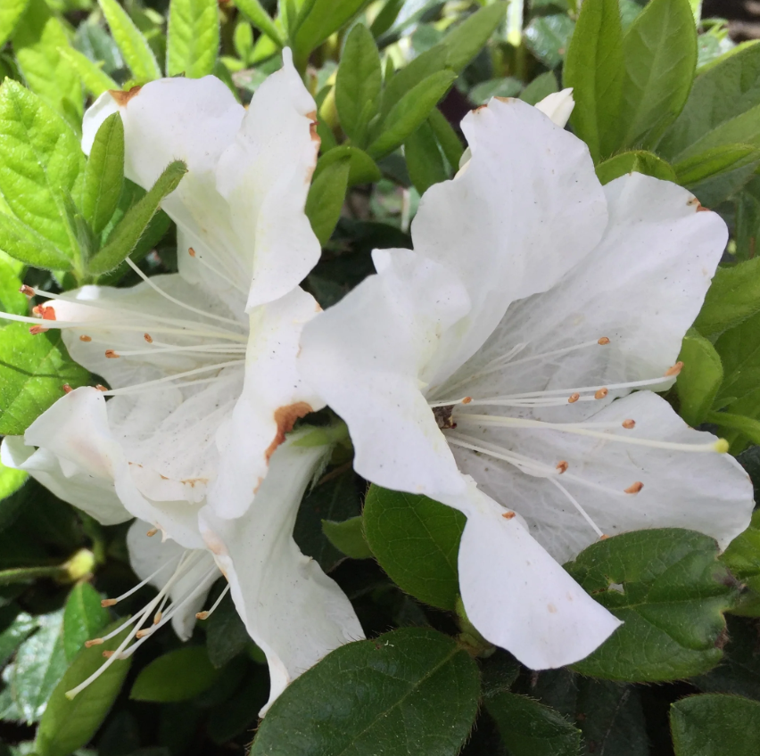 Autumn Ivory Azalea