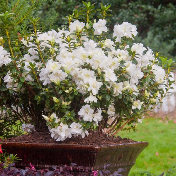 Autumn Moonlight Azalea