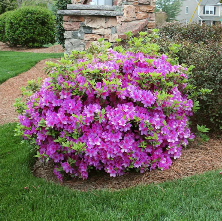 Autumn Royalty Azalea