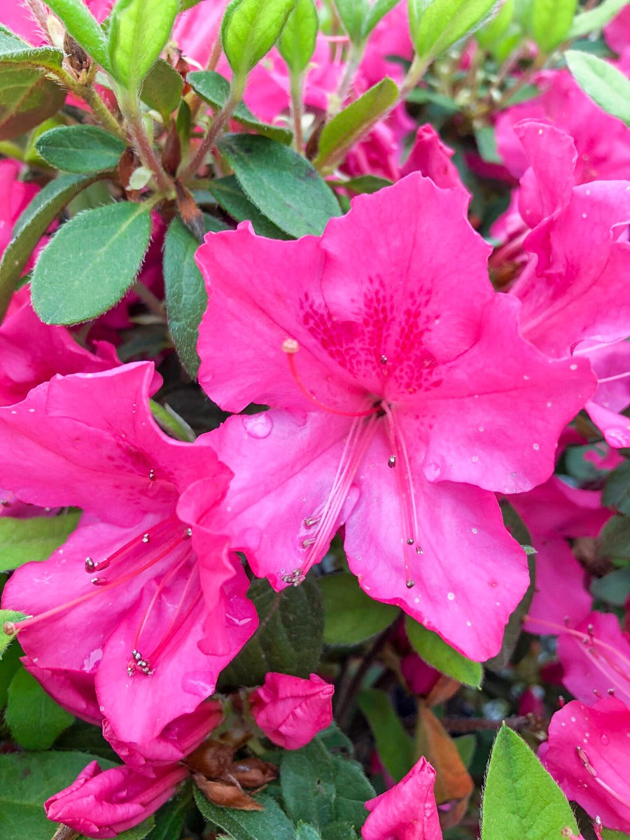 Autumn Sangria Azalea