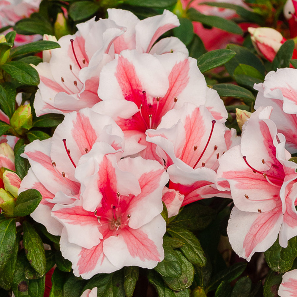 Autumn Starburst Azalea