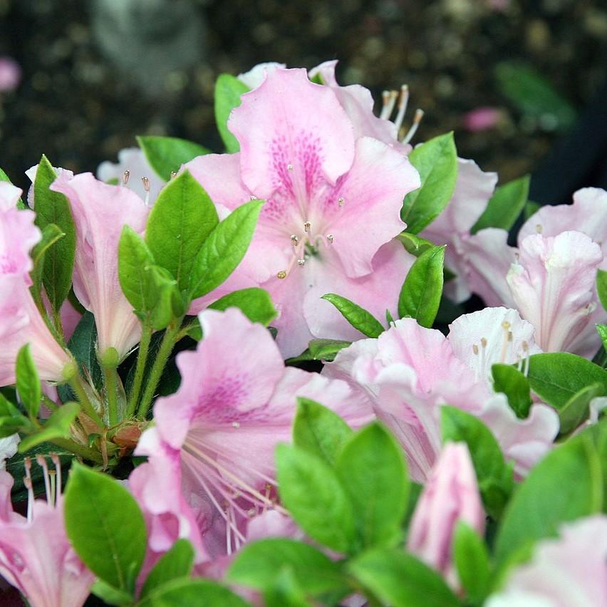 Autumn Sweetheart Azalea