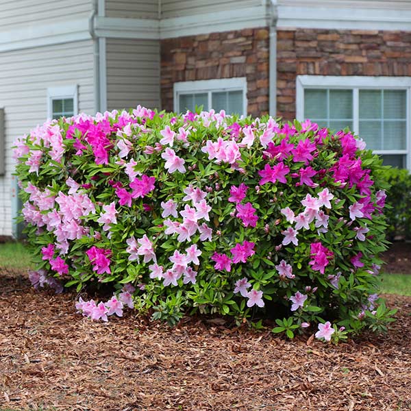Autumn Twist Azalea