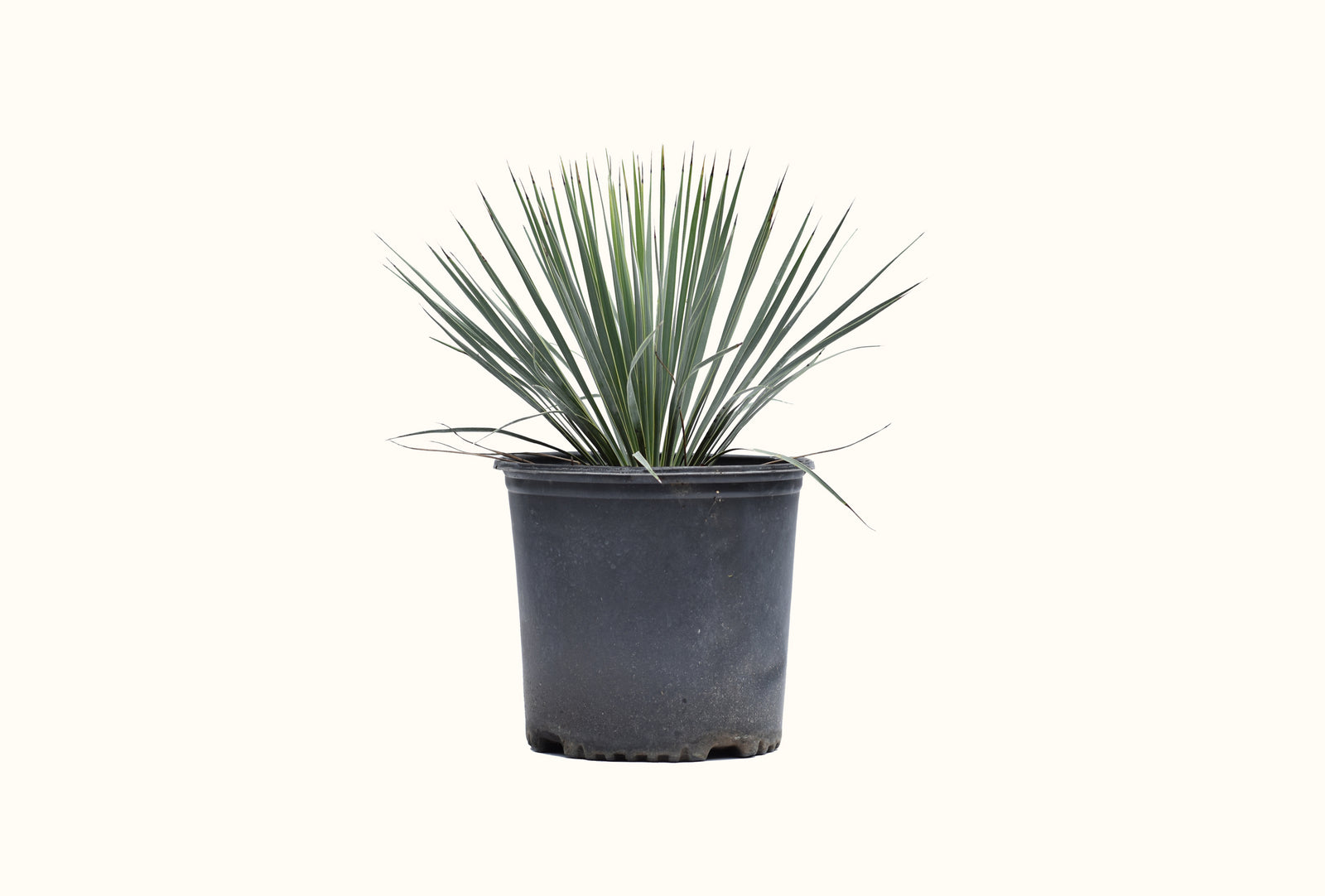 Beaked Yucca