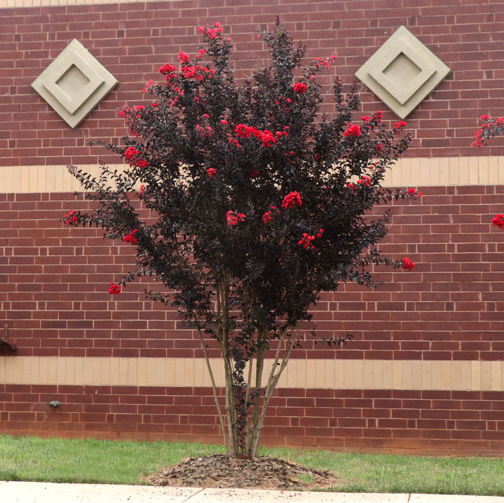 Best Red Crape Myrtle