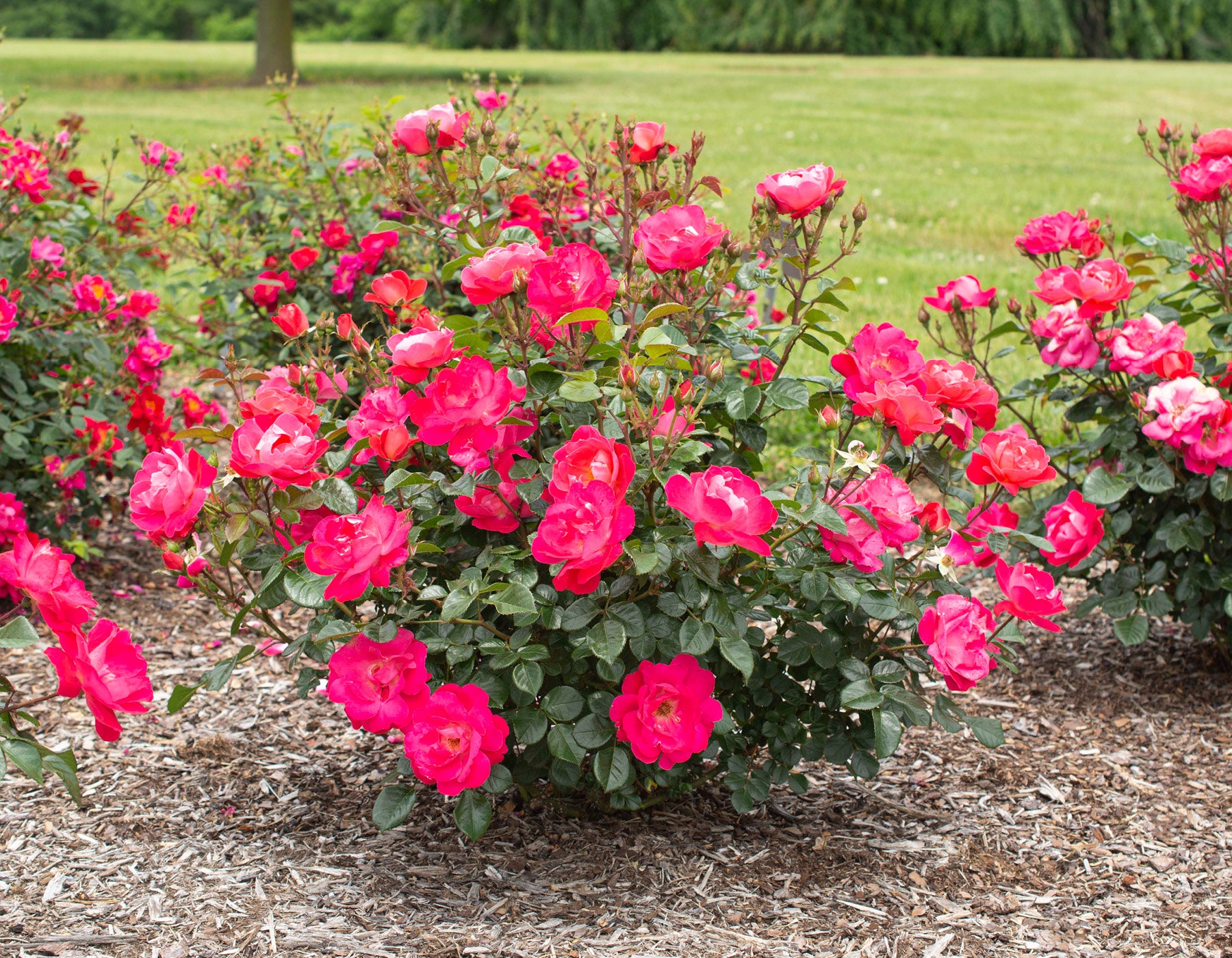 Brick House Pink Rose