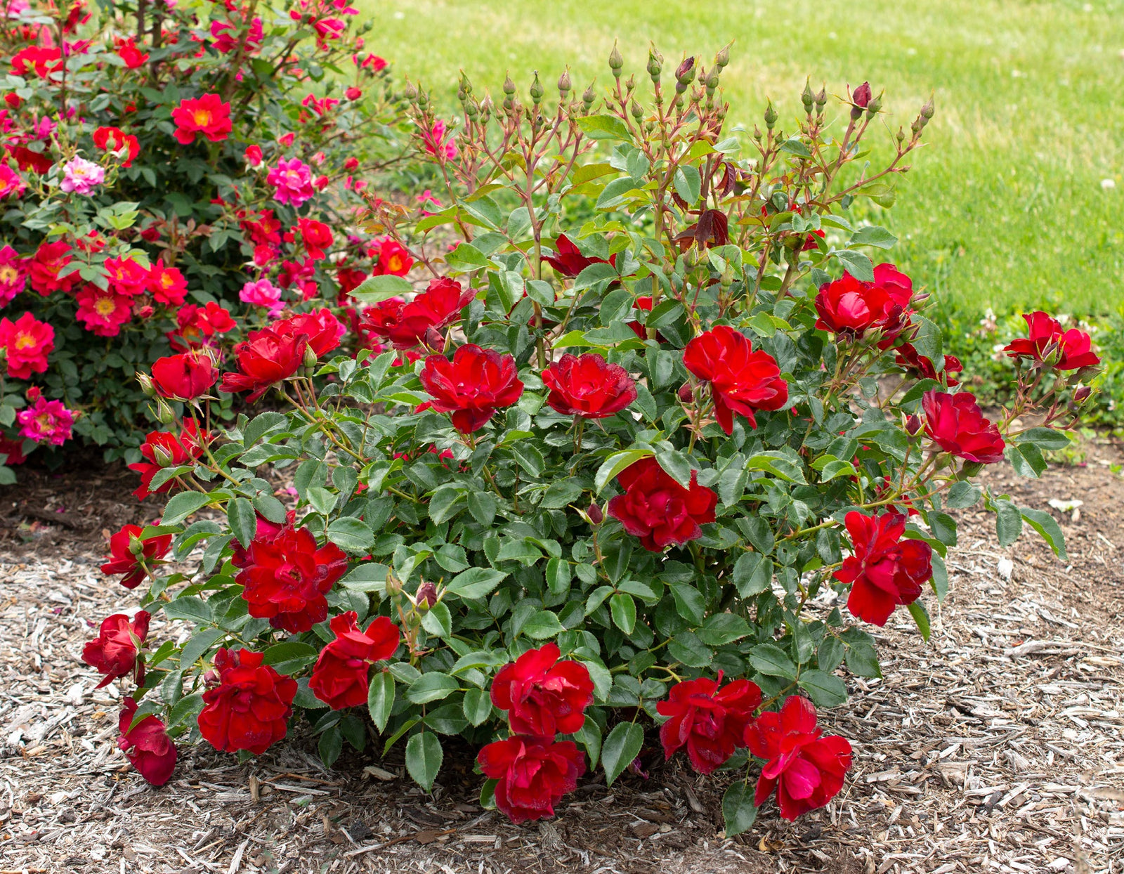 Brick House Rose