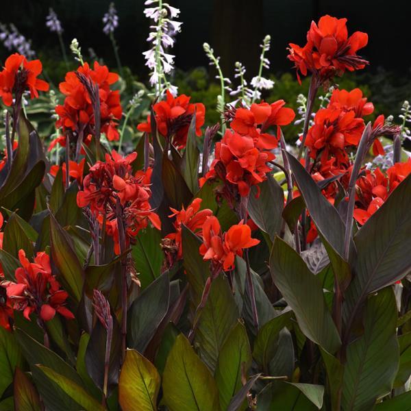 Bronze Scarlet Canna