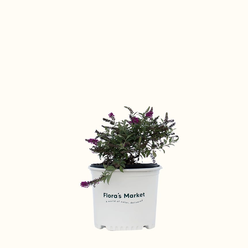 Summer Sips Sangria Buddleia