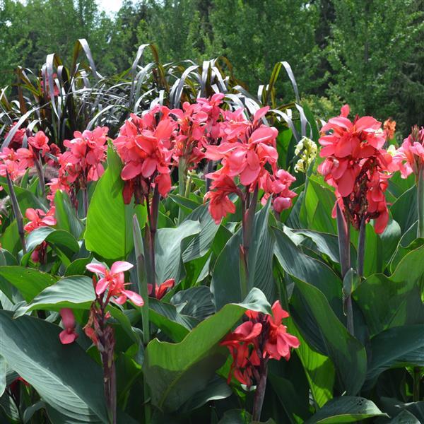 Cannova Rose Canna