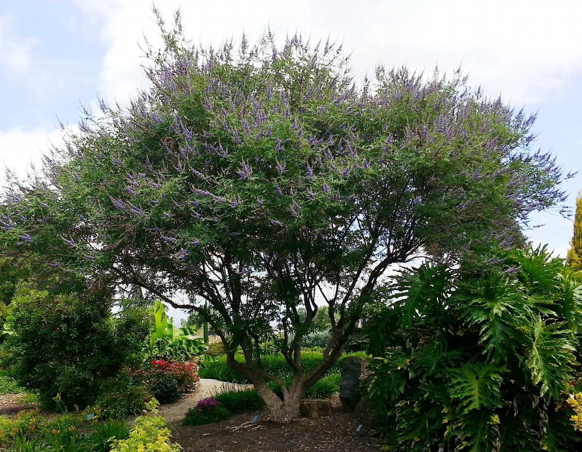 Chaste Tree