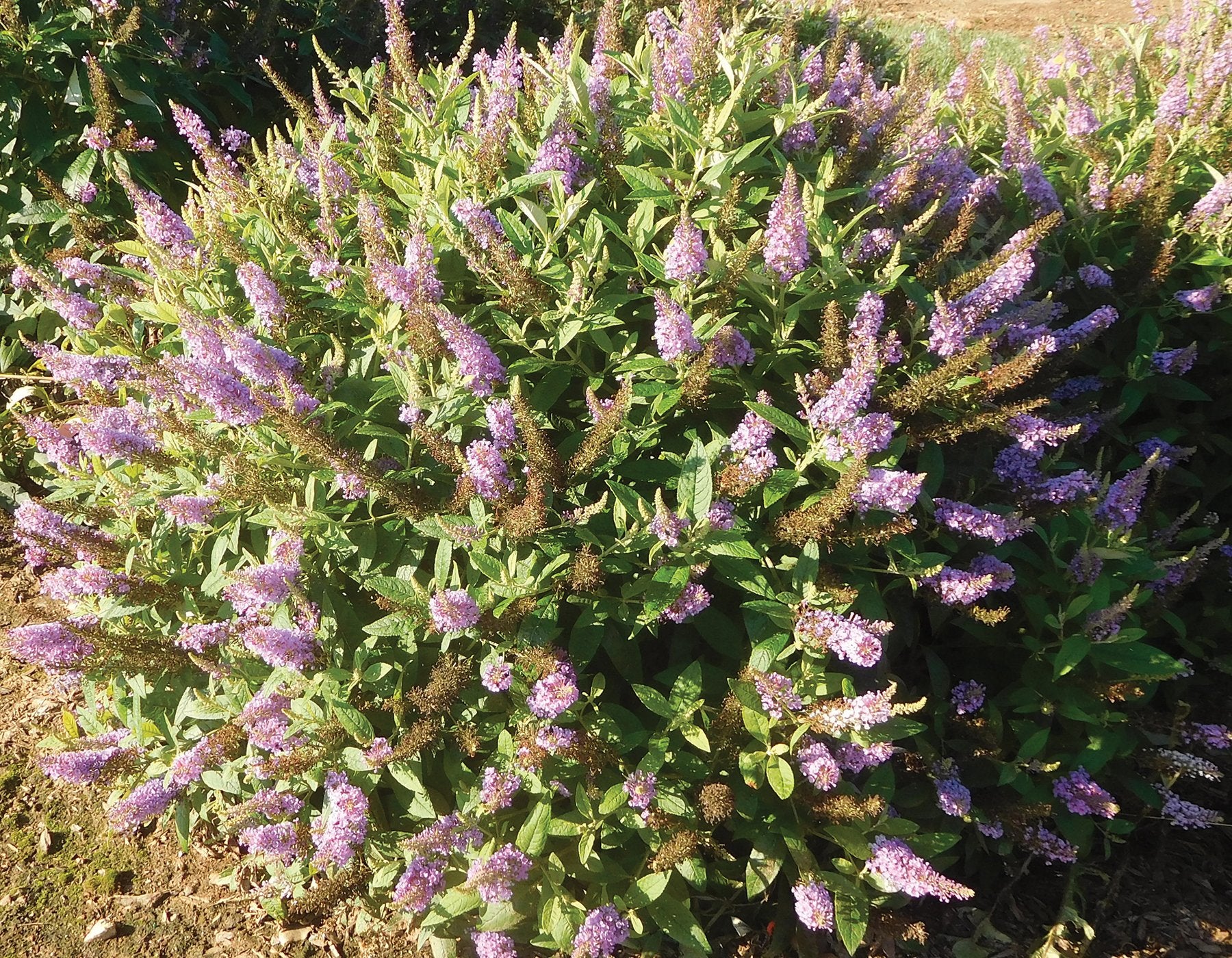Dapper Lavender Buddleia