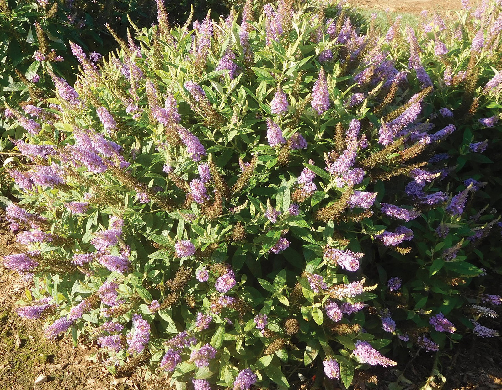 Dapper Lavender Buddleia
