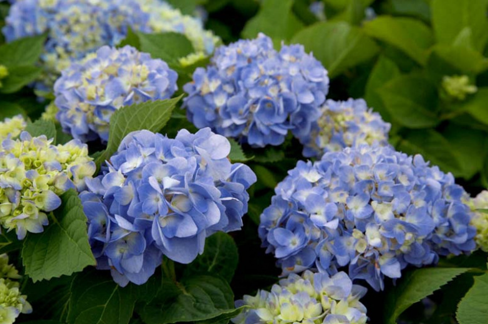 Dear Delores Hydrangea