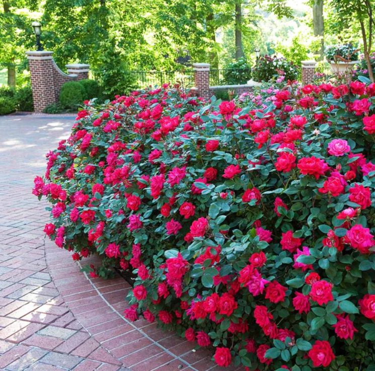 Double Red Knockout Rose