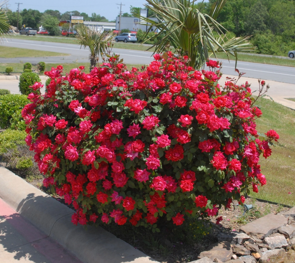 Double Red Knockout Rose