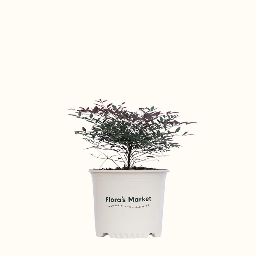Flirt Nandina
