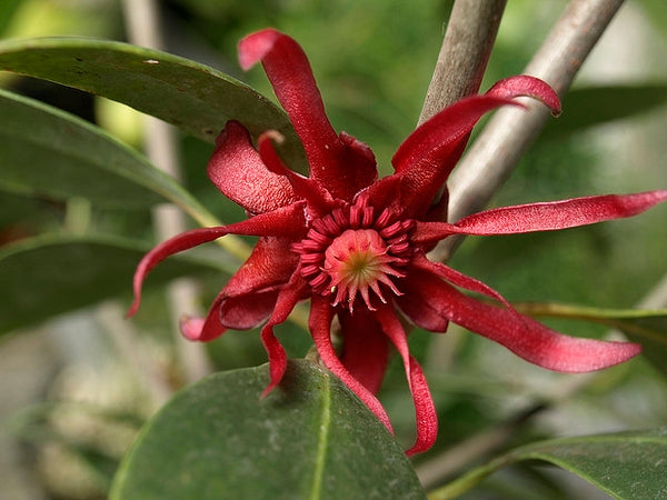 Florida Red Illicium