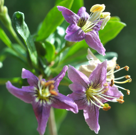 Goji Berry Bush