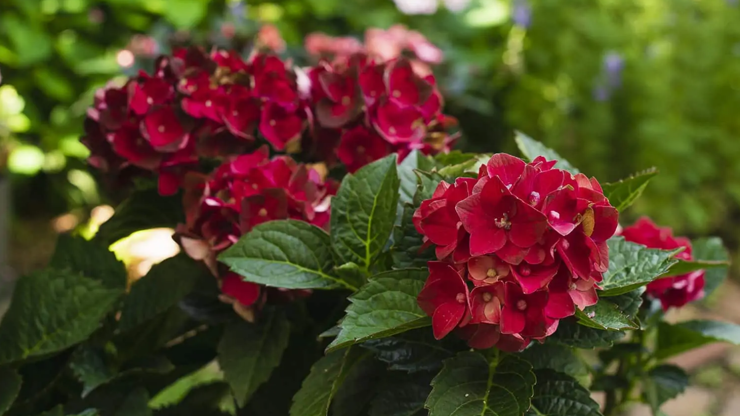 Heart Throb Hydrangea