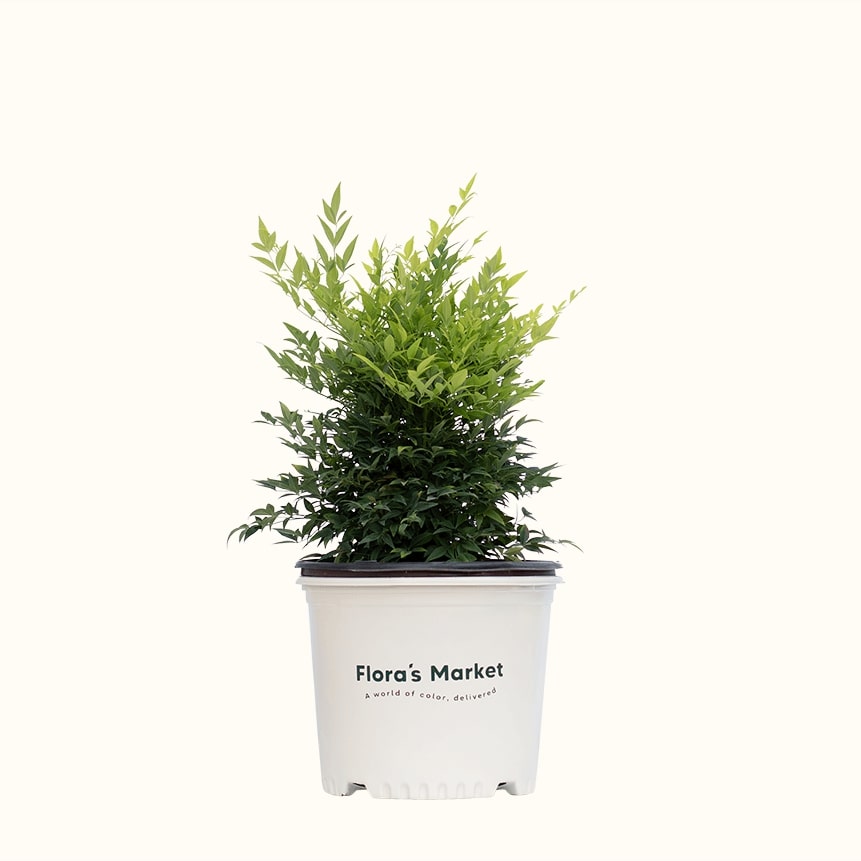 Lemon Lime Heavenly Bamboo