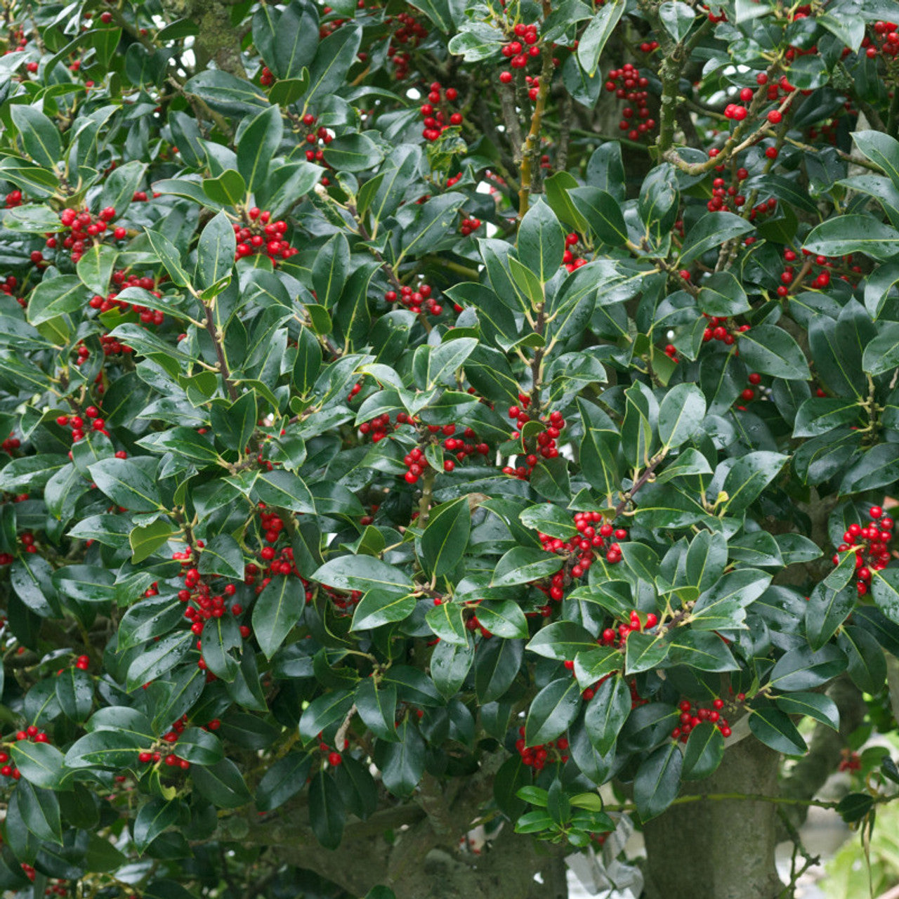 Needlepoint Chinese Holly