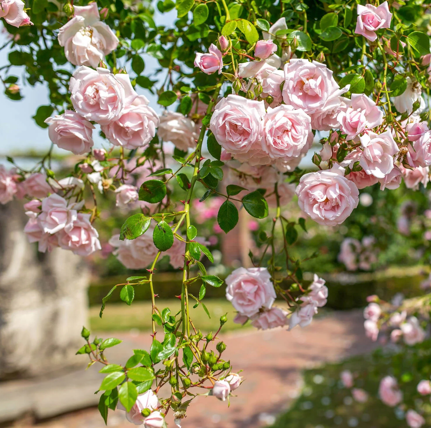 New Dawn Rose