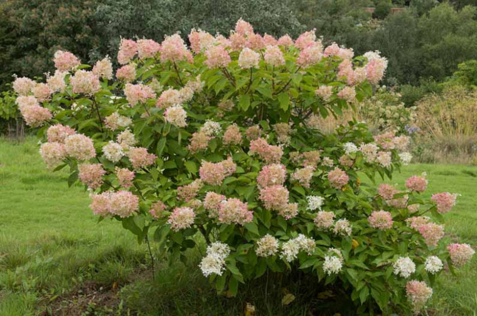Phantom Hydrangea