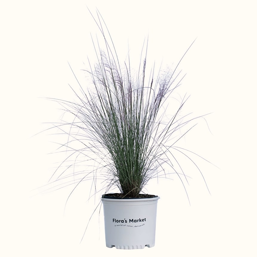 Pink Muhly Grass