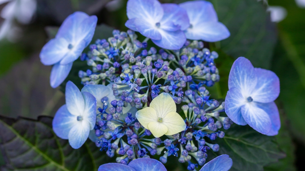 Pop Star Hydrangea