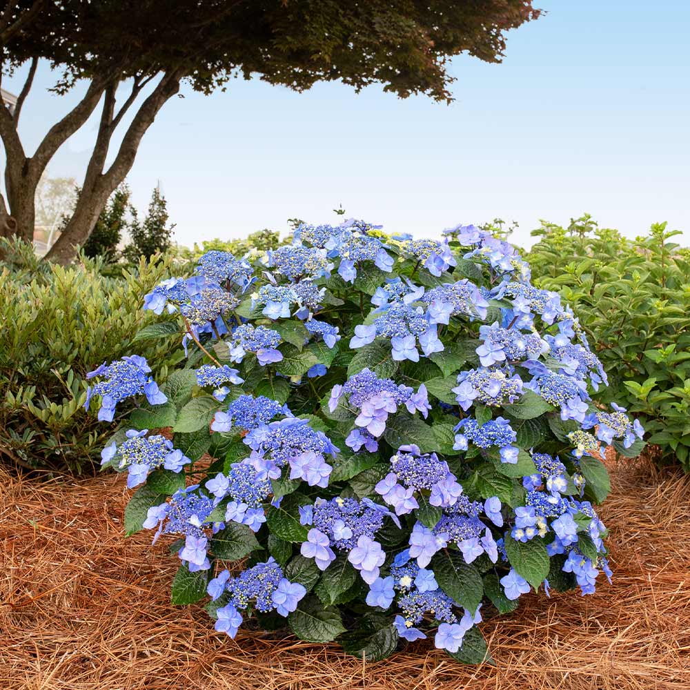 Pop Star Hydrangea