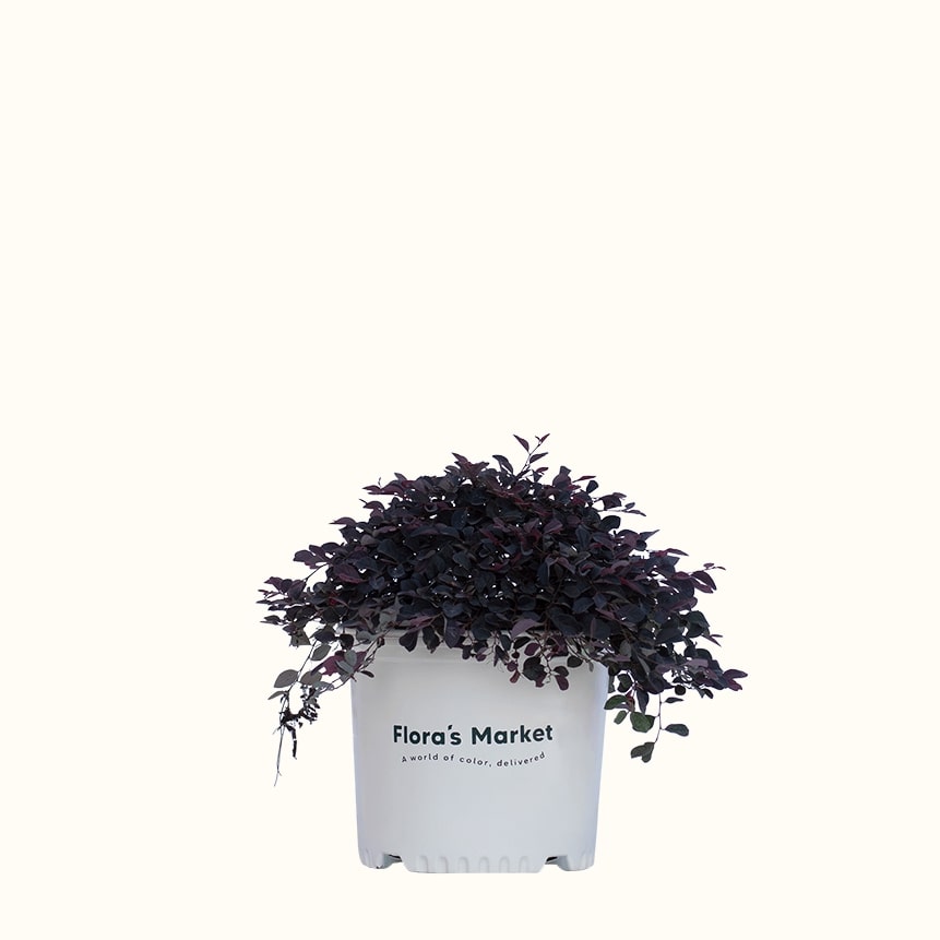 Purple Pixie Loropetalum