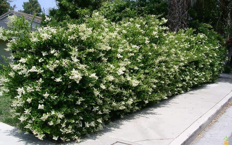 Recurve Ligustrum