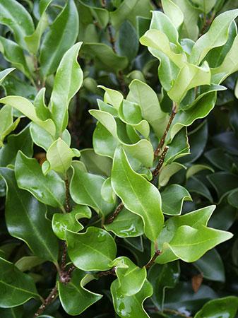 Recurve Ligustrum