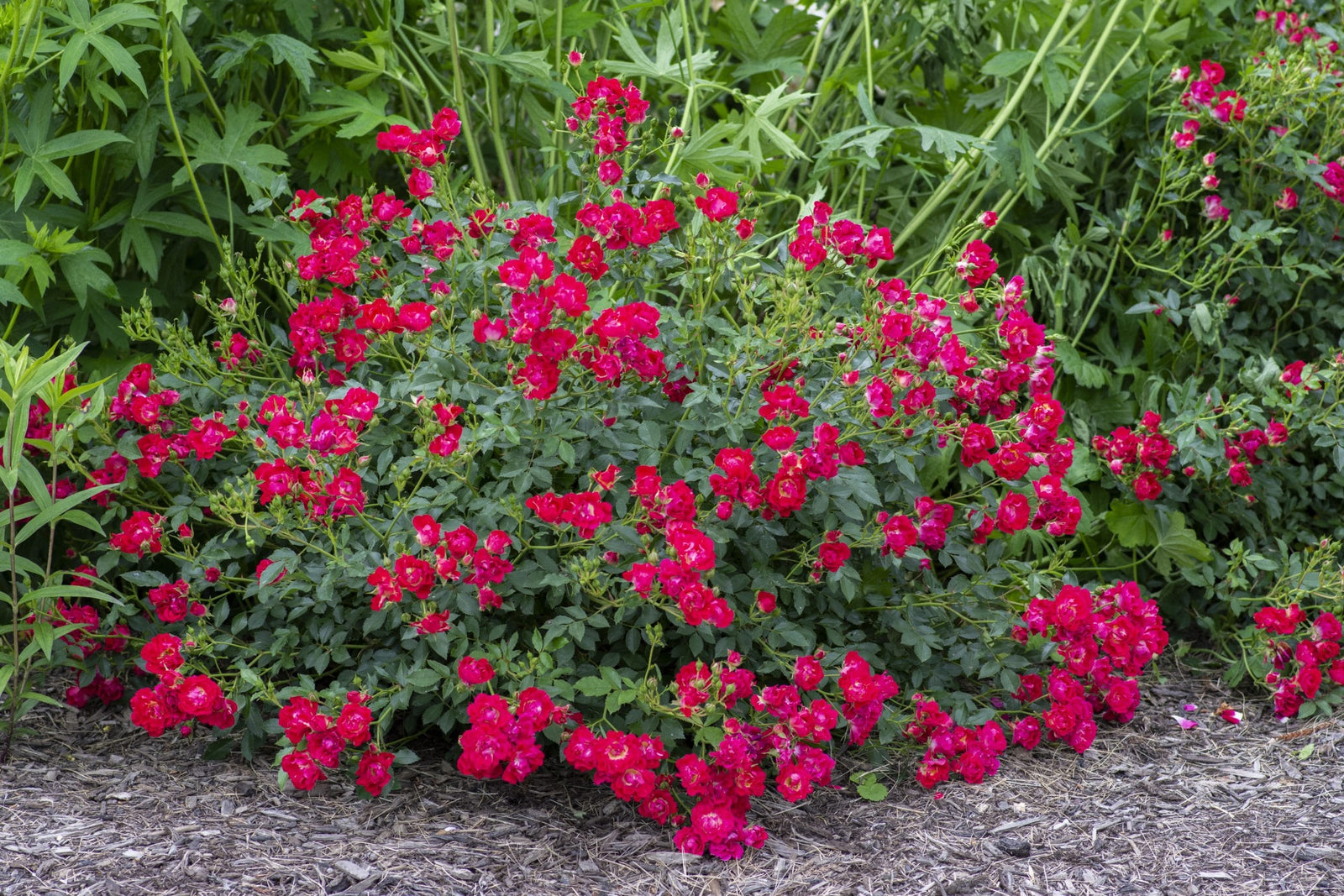 Red Drift Rose
