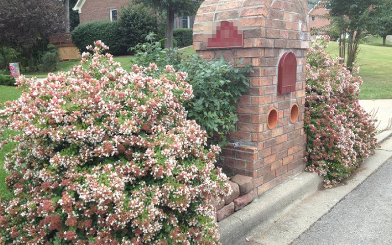 Rose Creek Abelia