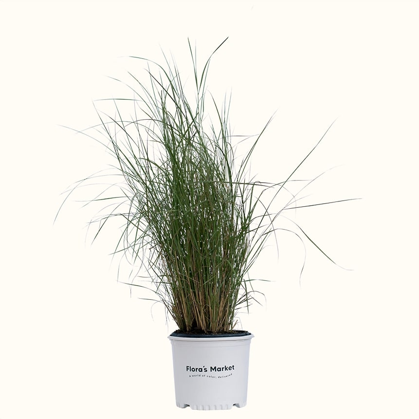 Sand Cordgrass