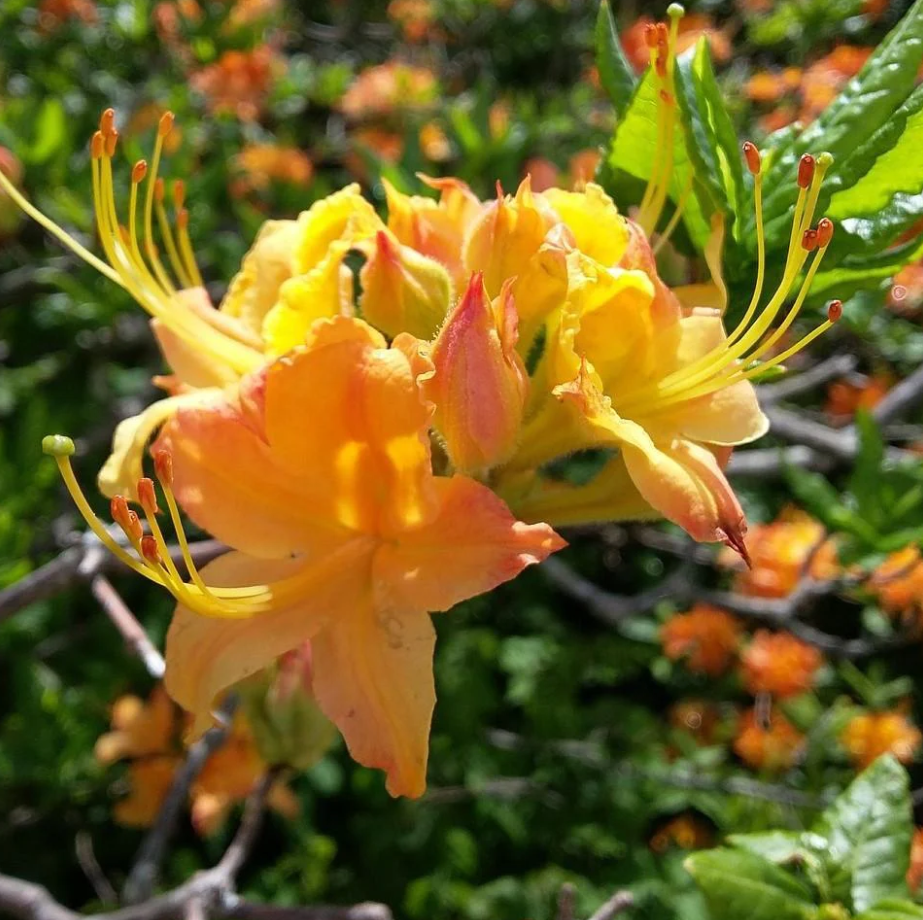 Spring Fanfare Azalea