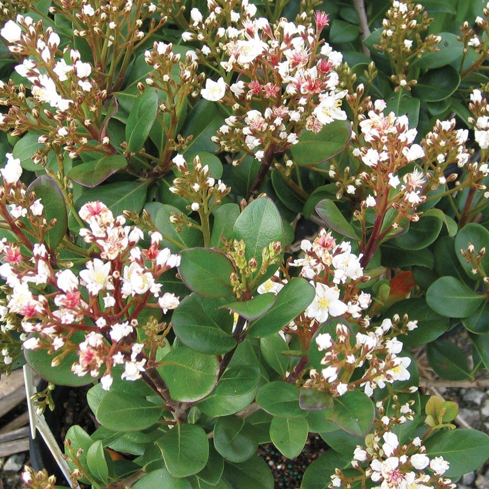 Spring Sonata Indian Hawthorne