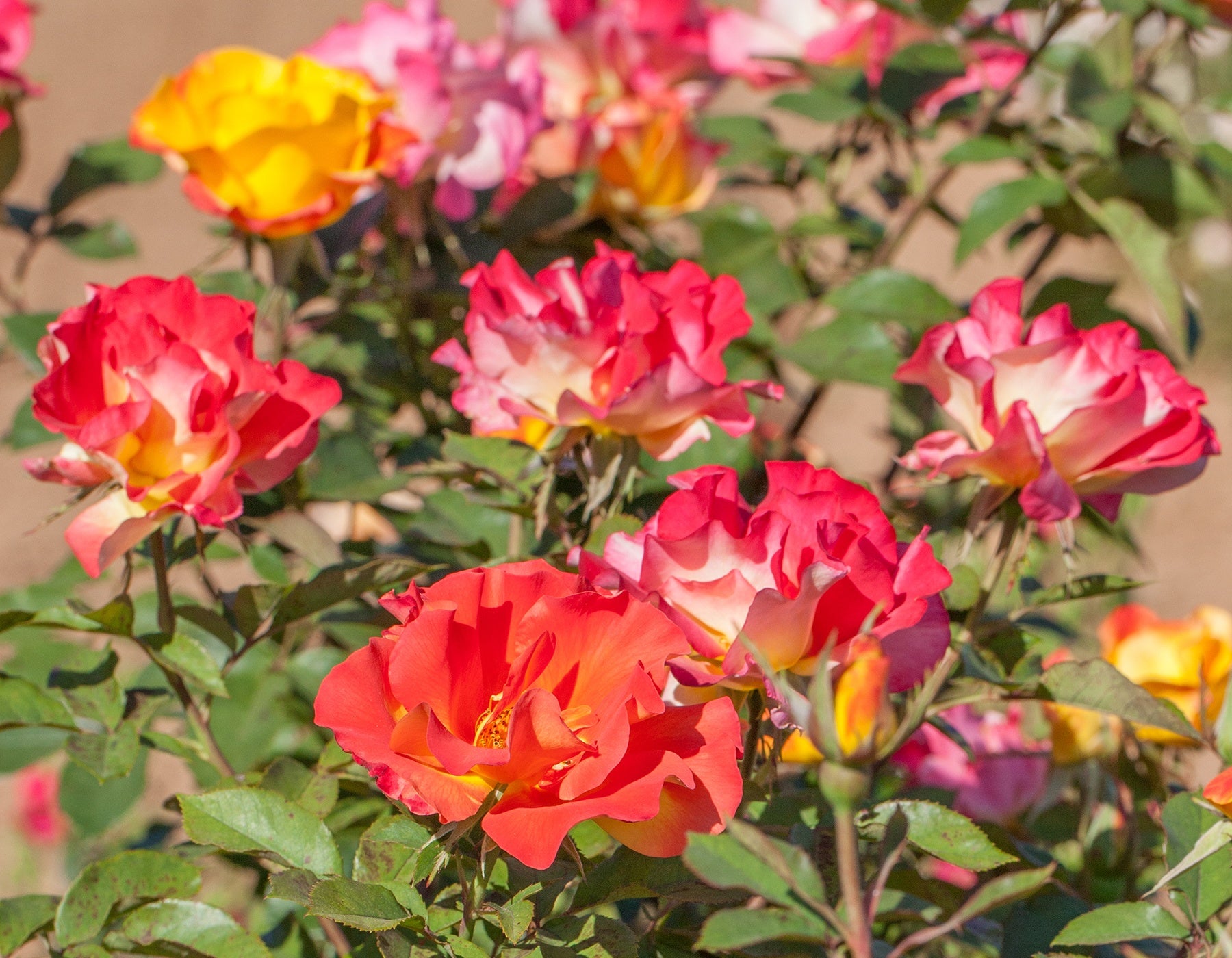 Sunset Horizon Rose
