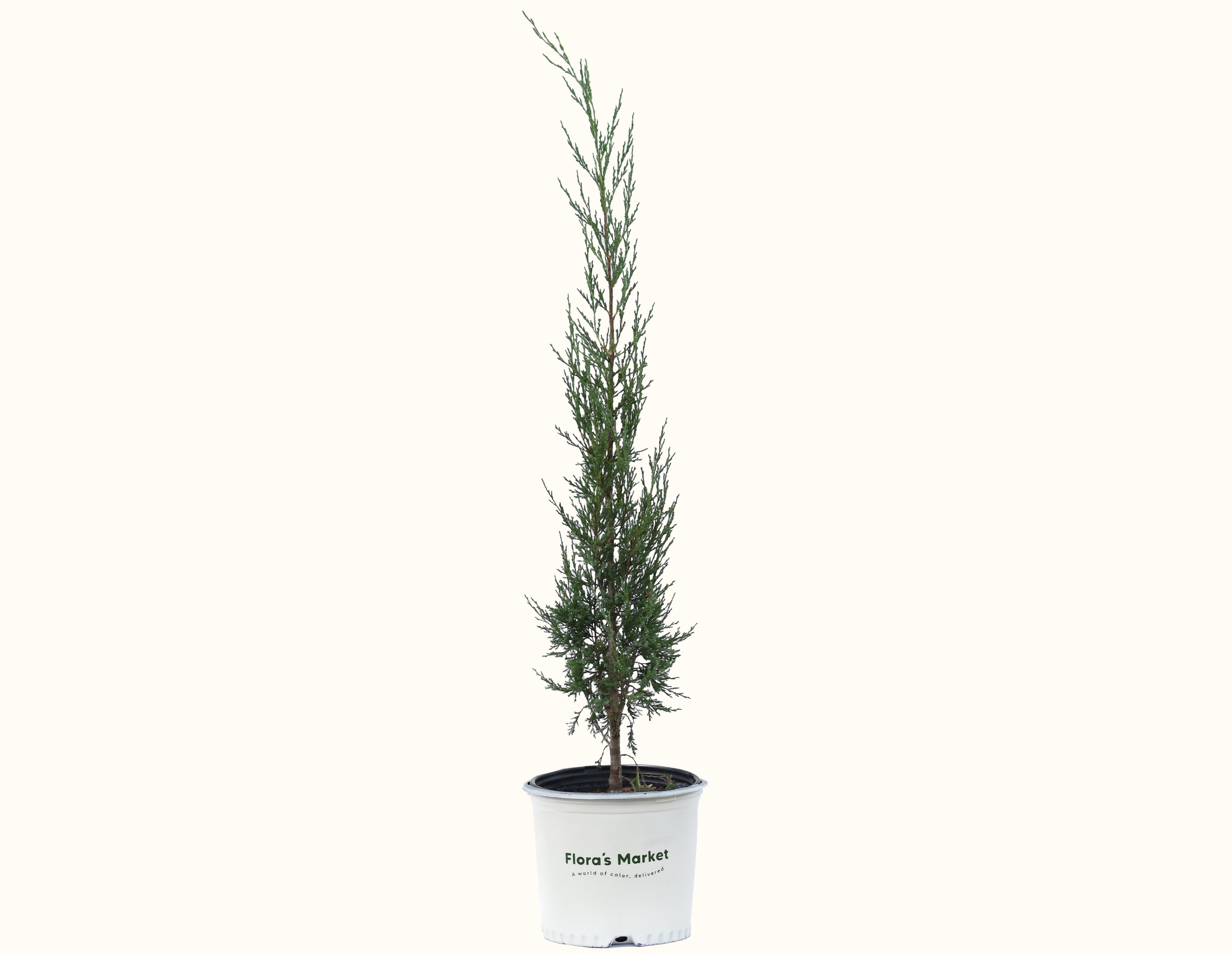 Taylor Juniper