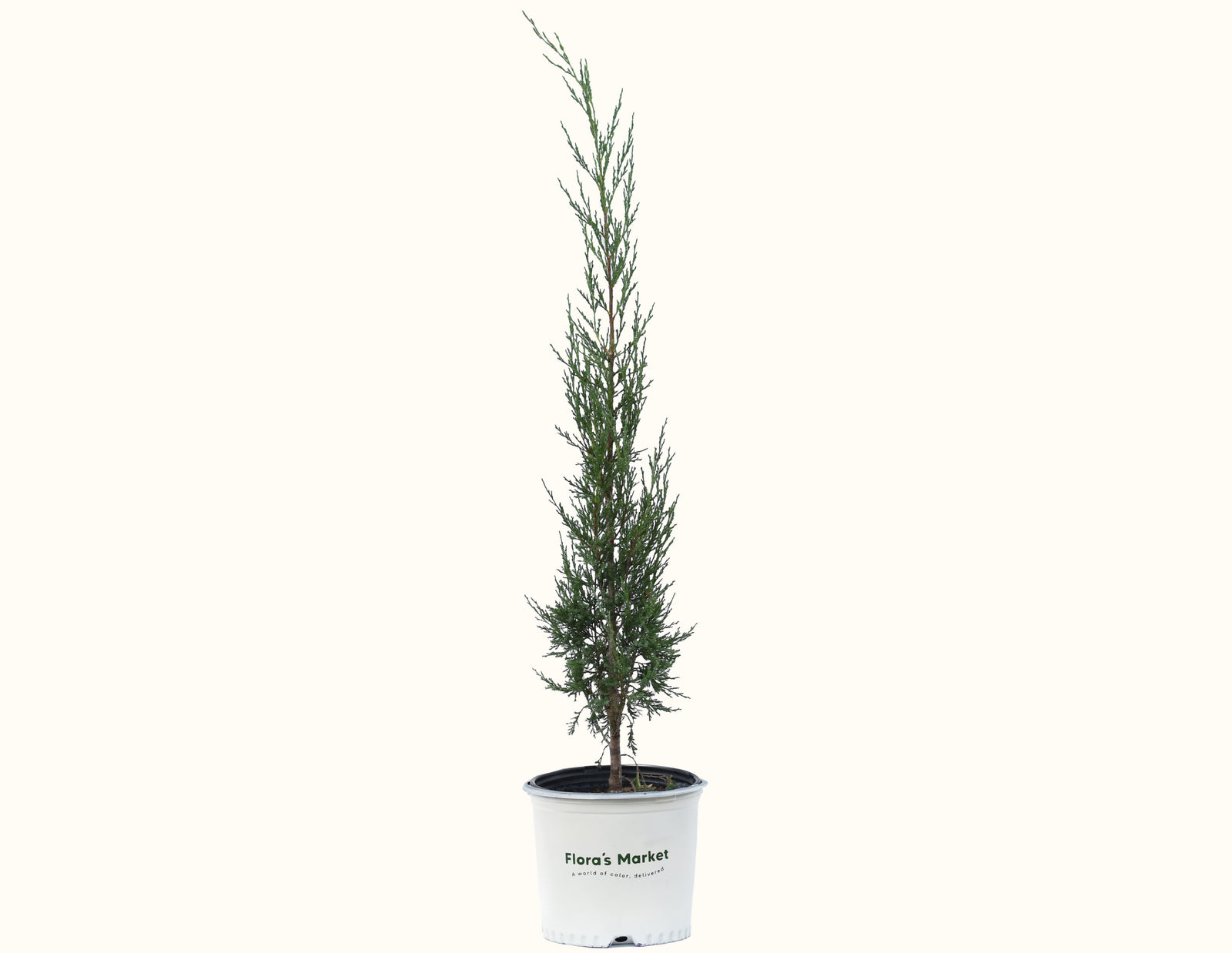 Taylor Juniper