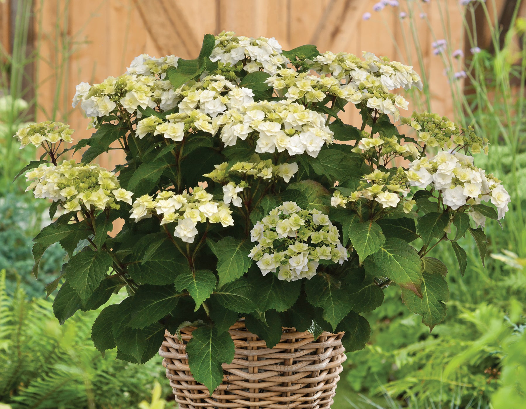 Wedding Gown Hydrangea
