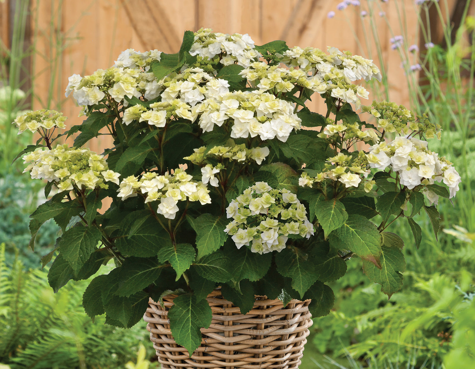 Wedding Gown Hydrangea